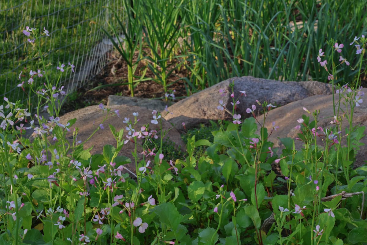 radish plants flowering in a garden.