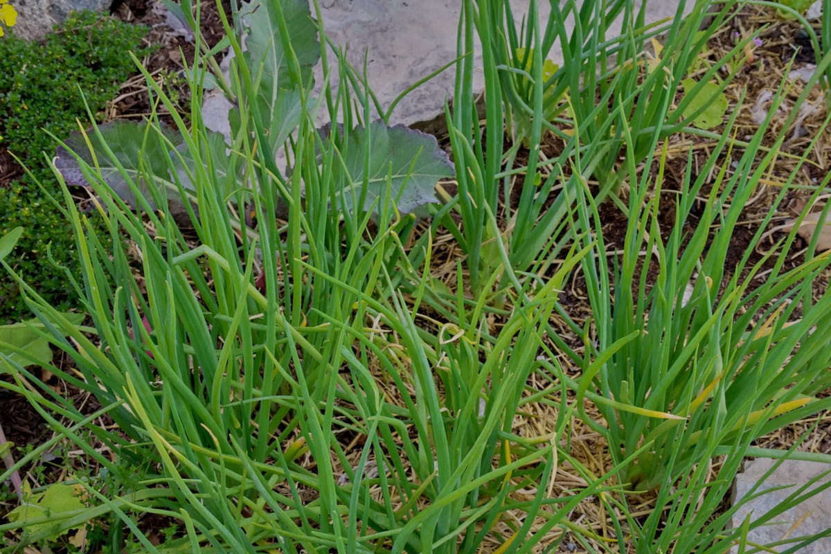 red and Dutch yellow shallot plants growing in a garden.