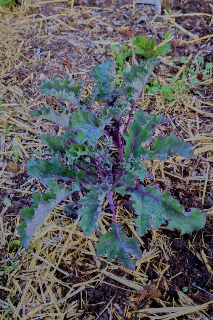 red Russian kale plants growing in a garden.