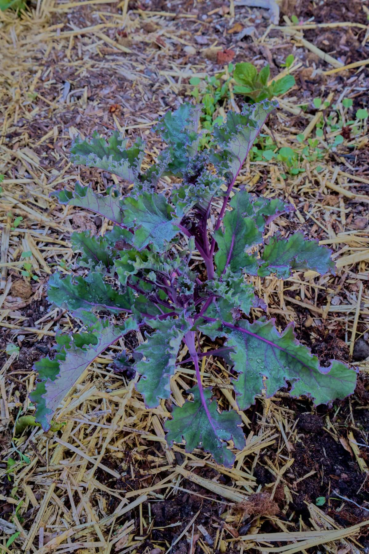 red Russian kale plants growing in a garden.