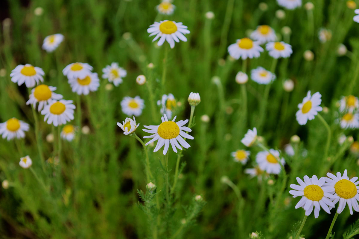flowering roman chamomile growing in a garden