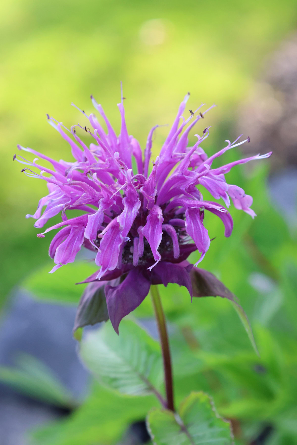 rose-scented bergamot flowers growing in a garden