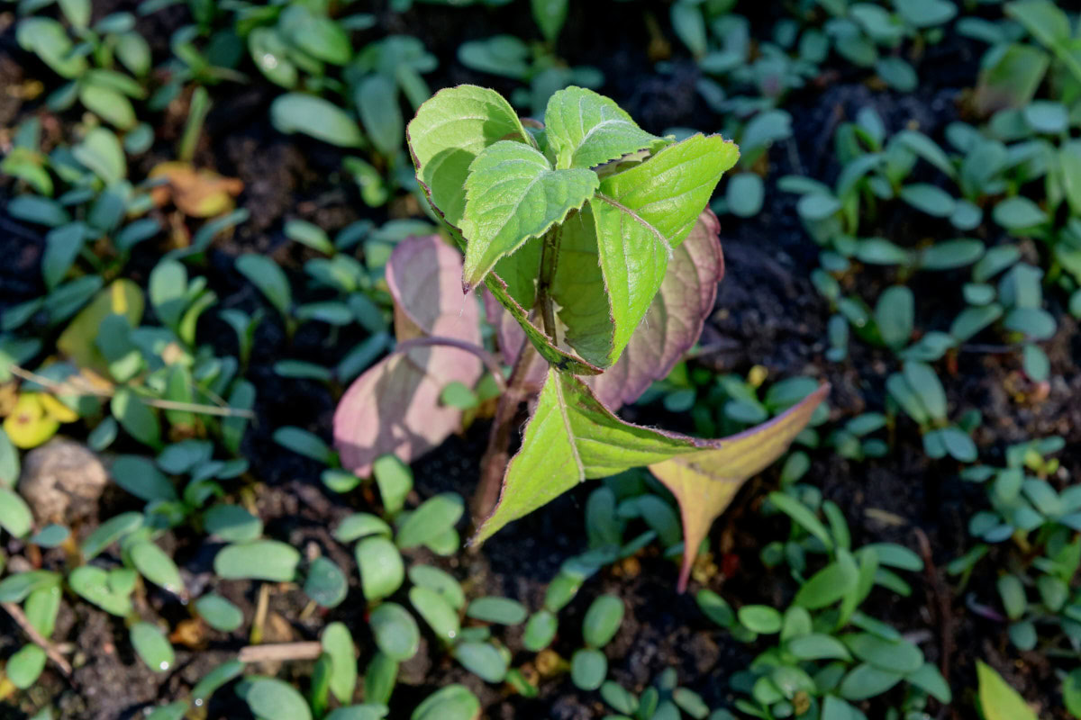a scent leaf basil seedling growing amongst white clover weeds in a garden
