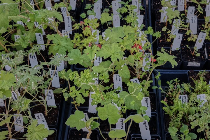 scented geranium and other flower seedlings in nursery trays