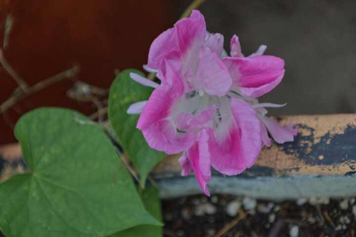 a flowering split second morning glory plant in a pot