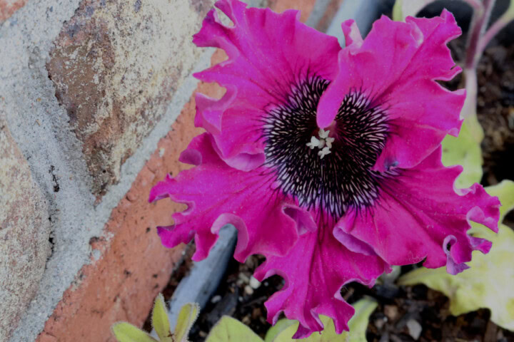 a superbissima cosmic cherry flower growing in a pot next to a brick wall
