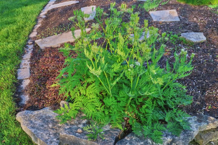 Sweet cicely plants growing in an herb garden.