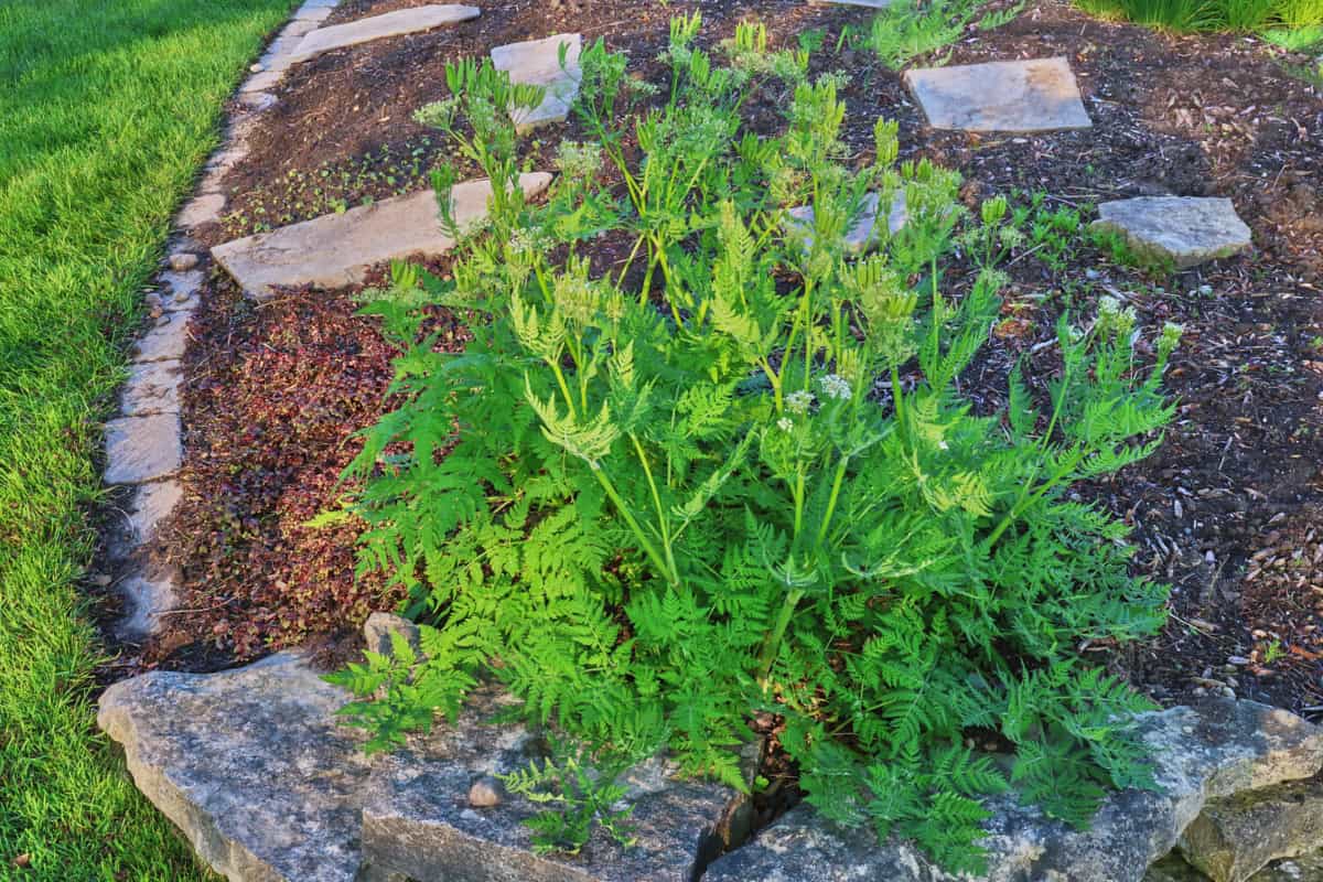 Sweet cicely plants growing in an herb garden.
