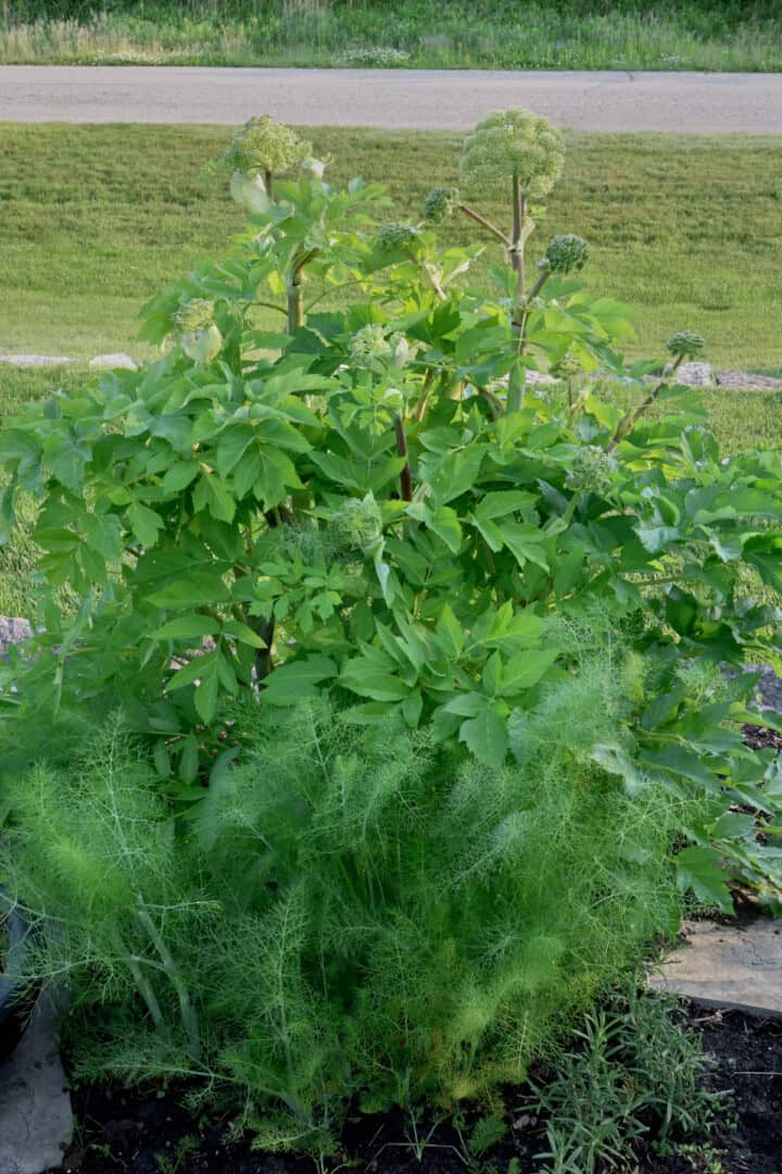 sweet fennel and angelica plants growing in an herb garden.