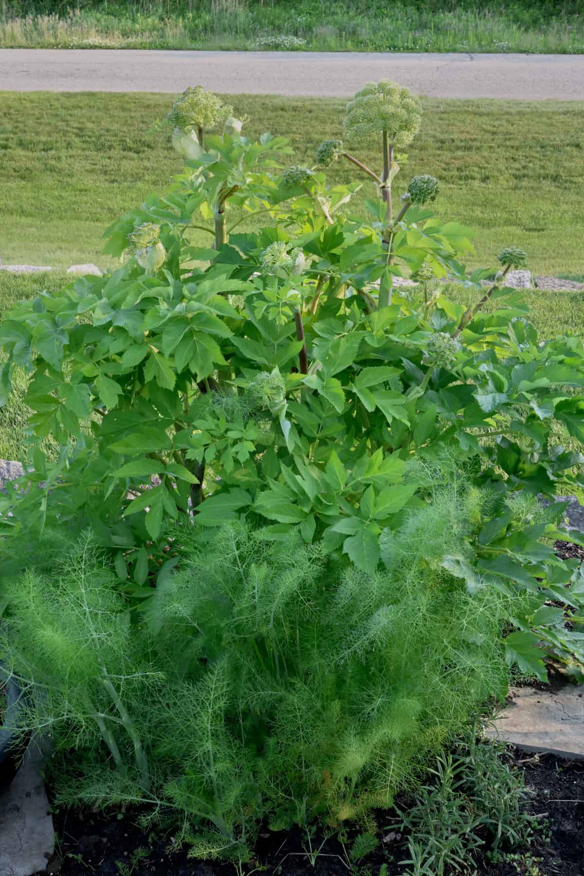 sweet fennel and angelica plants growing in an herb garden.