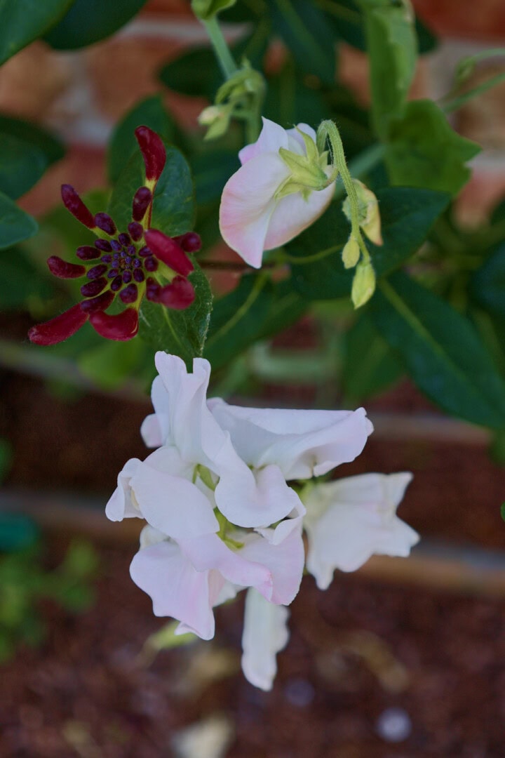 molly rilstone sweet pea and major wheeler honeysuckle blossoms growing on a trellis