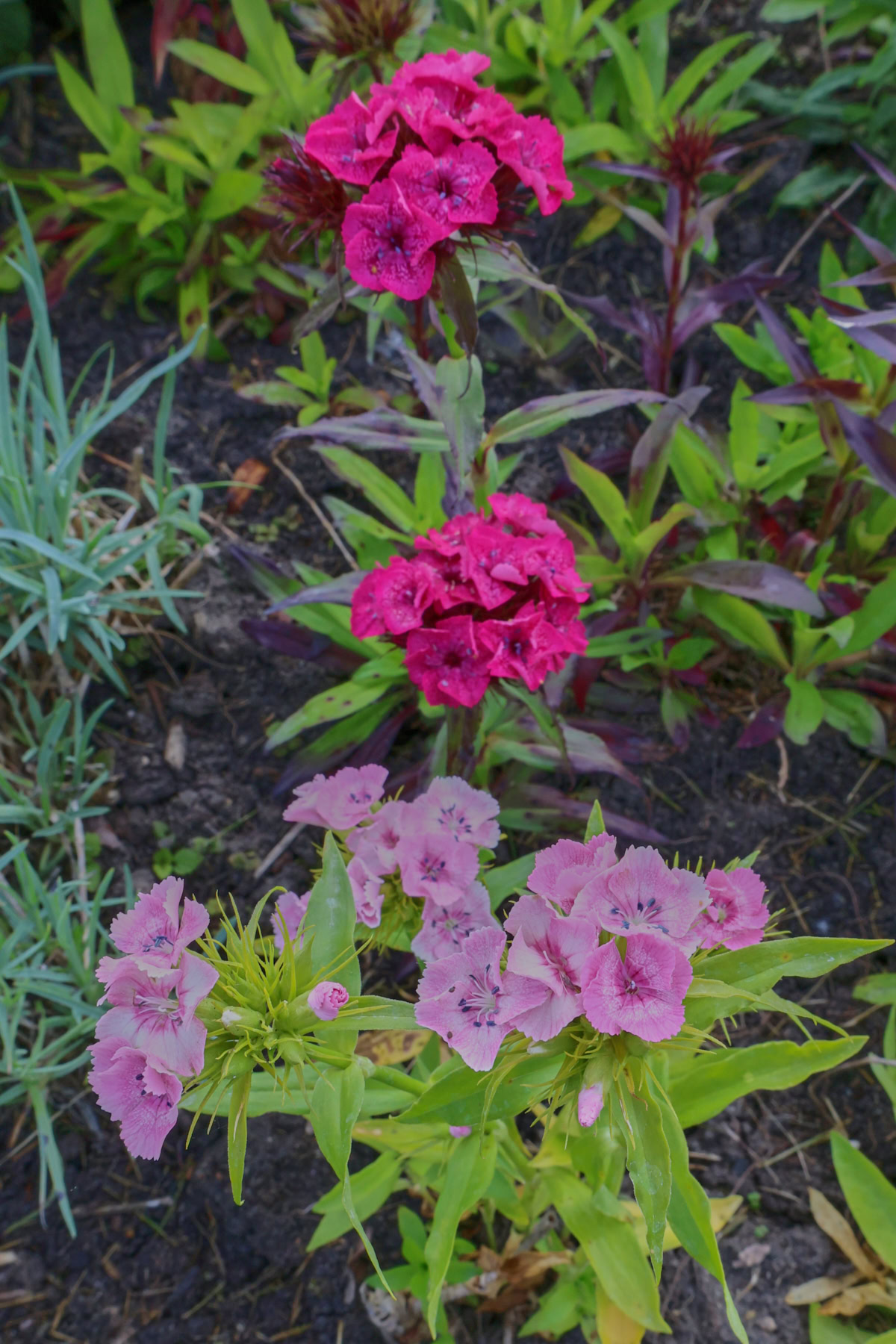 sweet william flowers growing in a garden