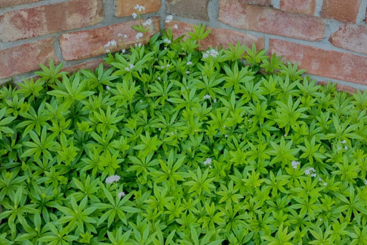 flowering sweet woodruff plants growing against a brick wall.