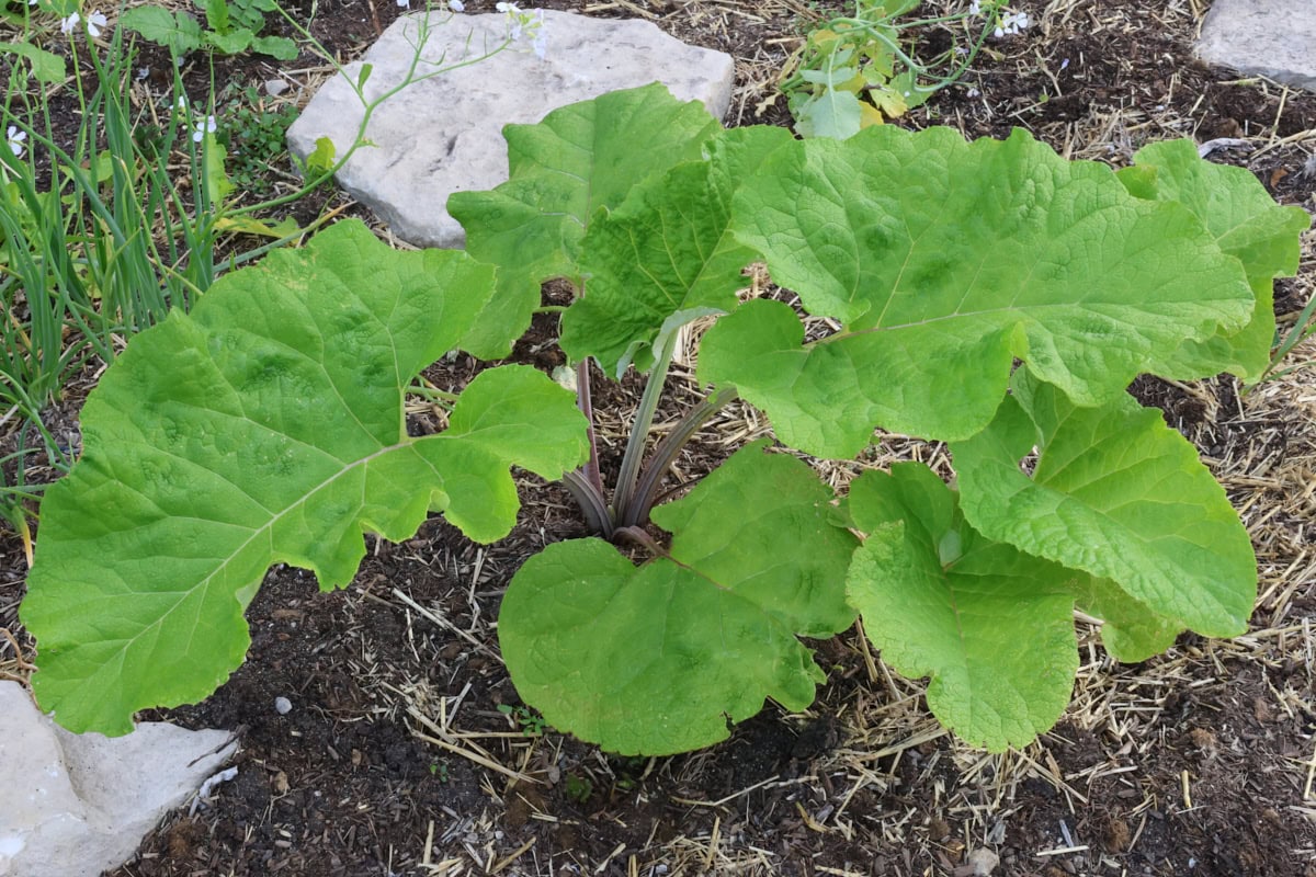 takinogawa burdock plants growing in a garden.