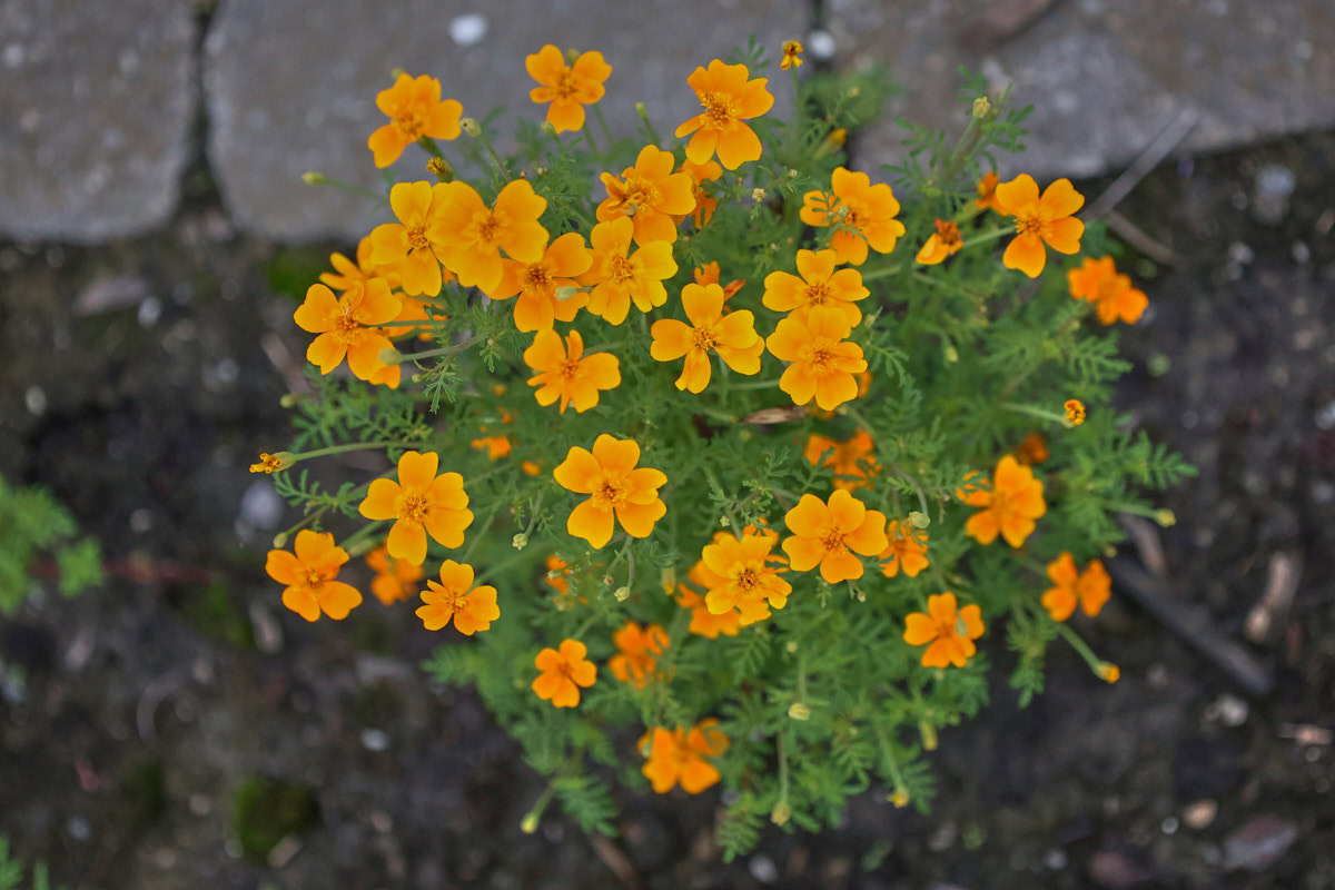 tangerine gem marigold flowers growing in a garden