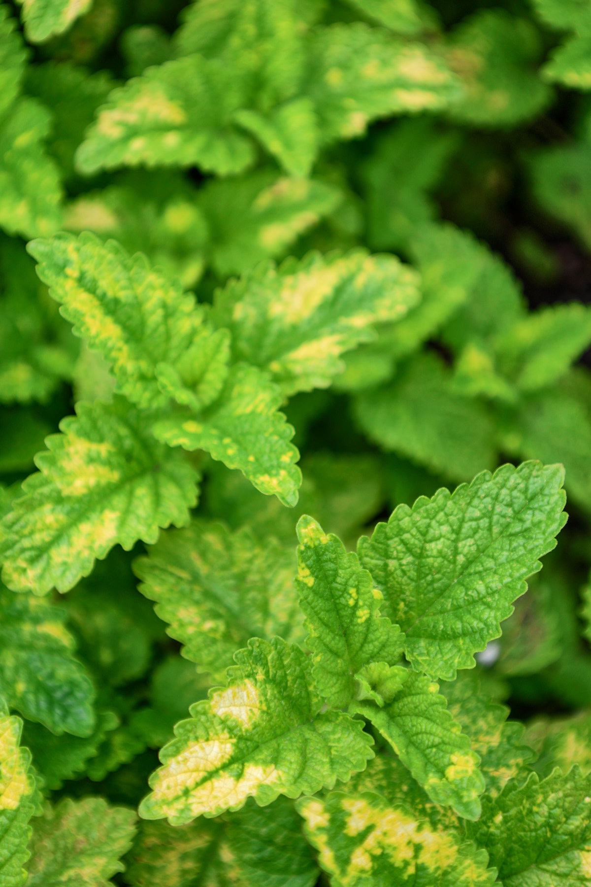 variegated lemon balm plants growing in a garden