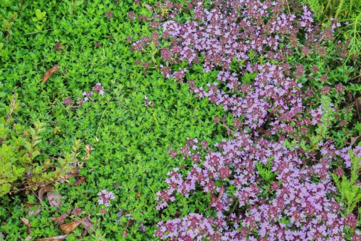 wild, mint, and caraway thyme growing in an herb garden.