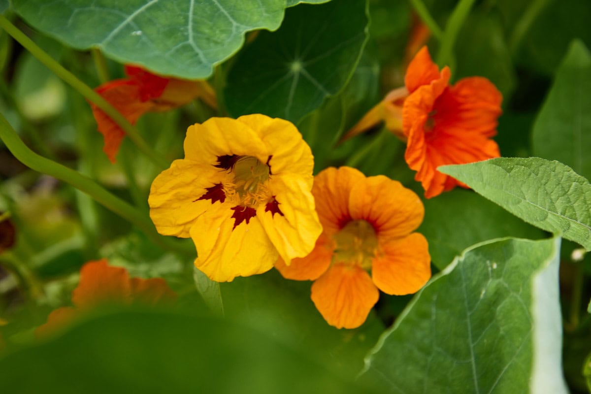 yellow and orange nasturtium blossoms on growing plants