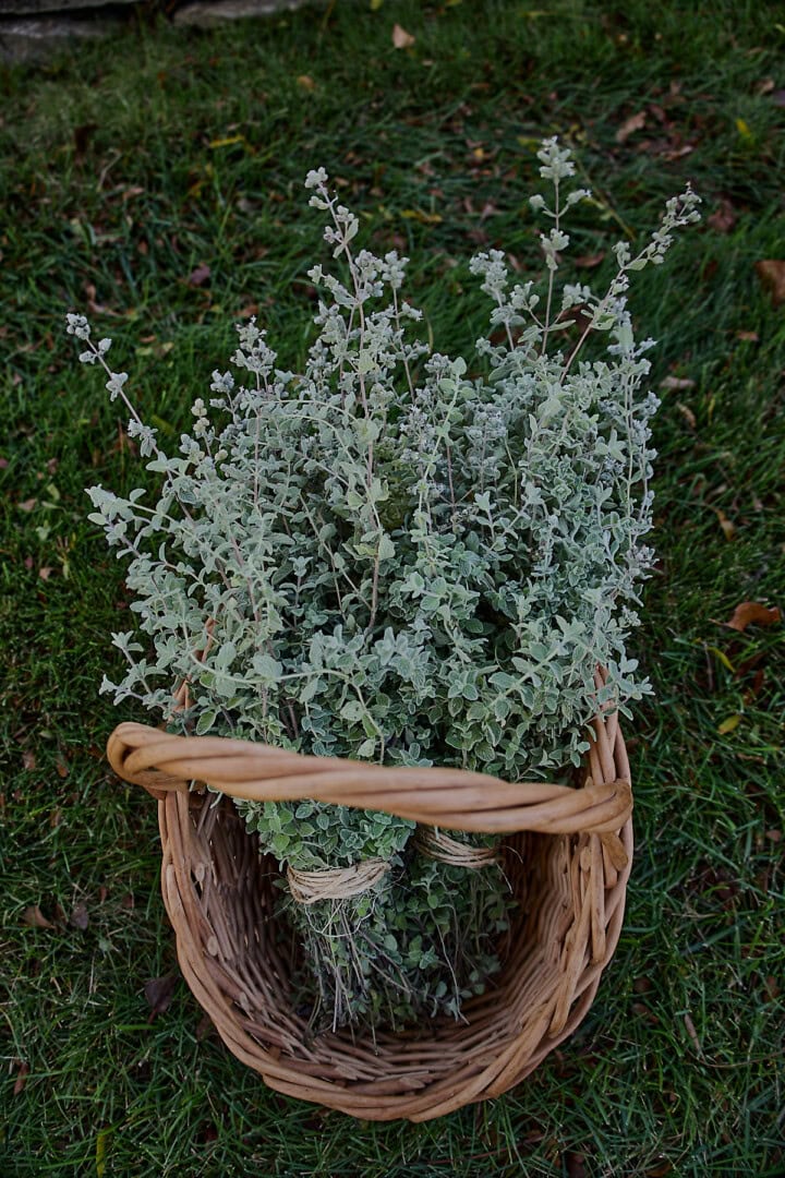 za'atar syrian oregano plants, freshly harvested, tied into 2 bundles with twine, and sitting in a basket upon the grass