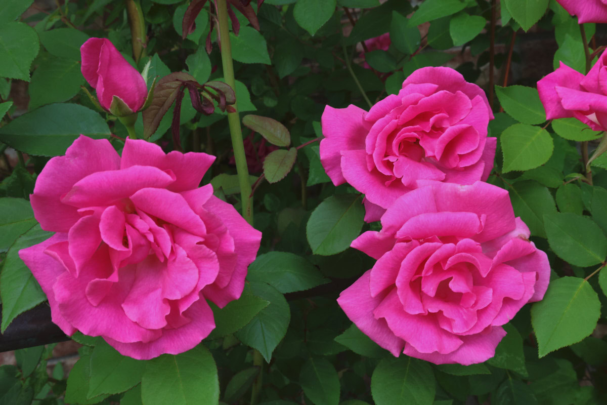 zepherine drouhin climbing rose flowers growing on a trellis