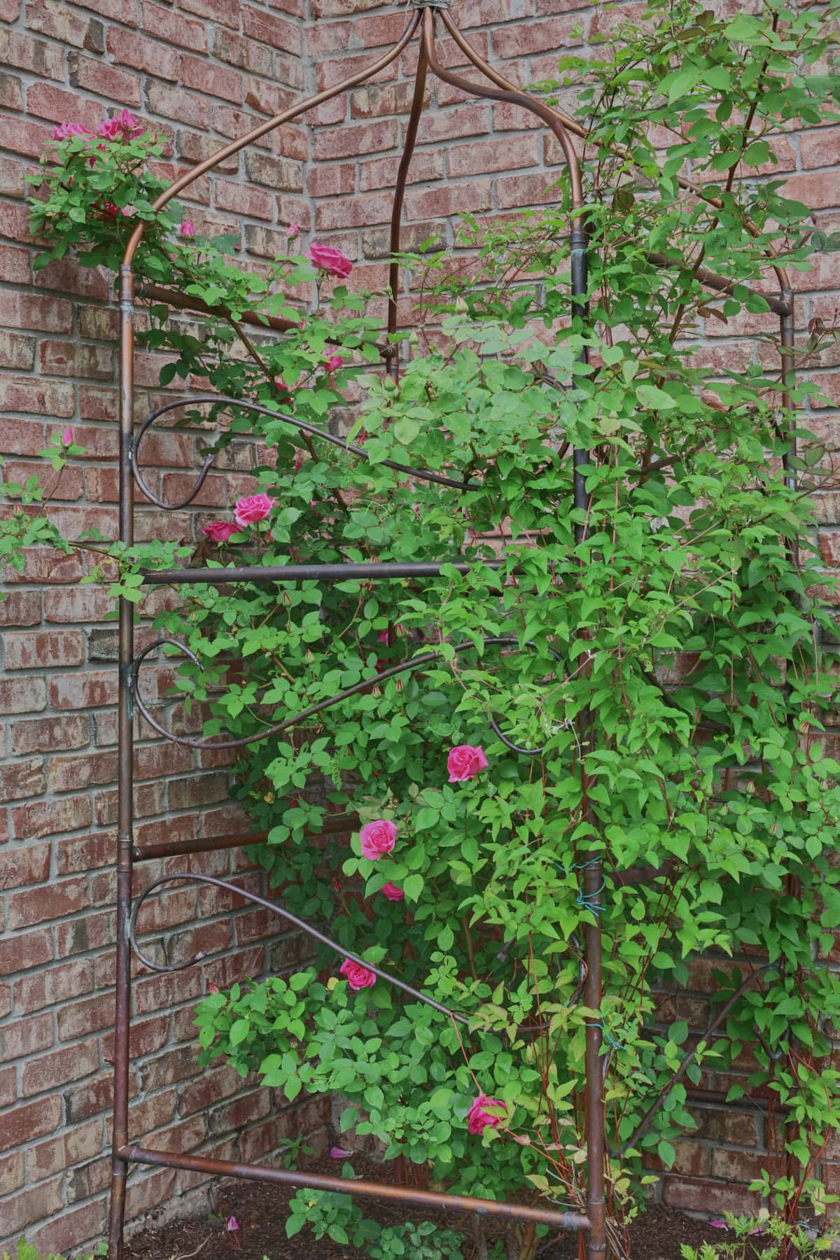 zepherine roses growing in a copper trellis