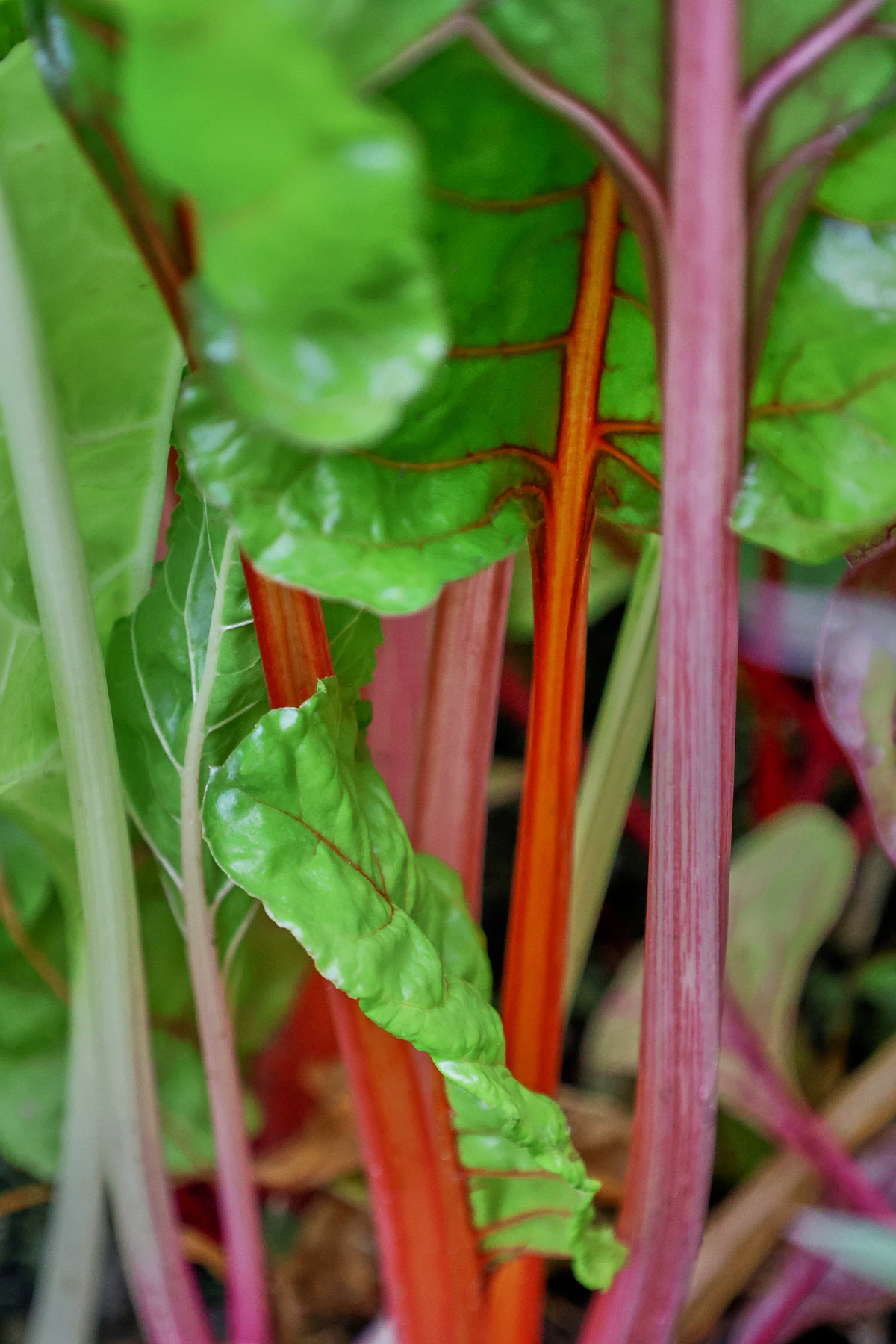5 color silverbeet swiss chard plants growing in a garden