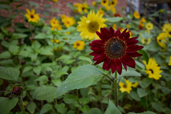 sunflower plants growing in a garden
