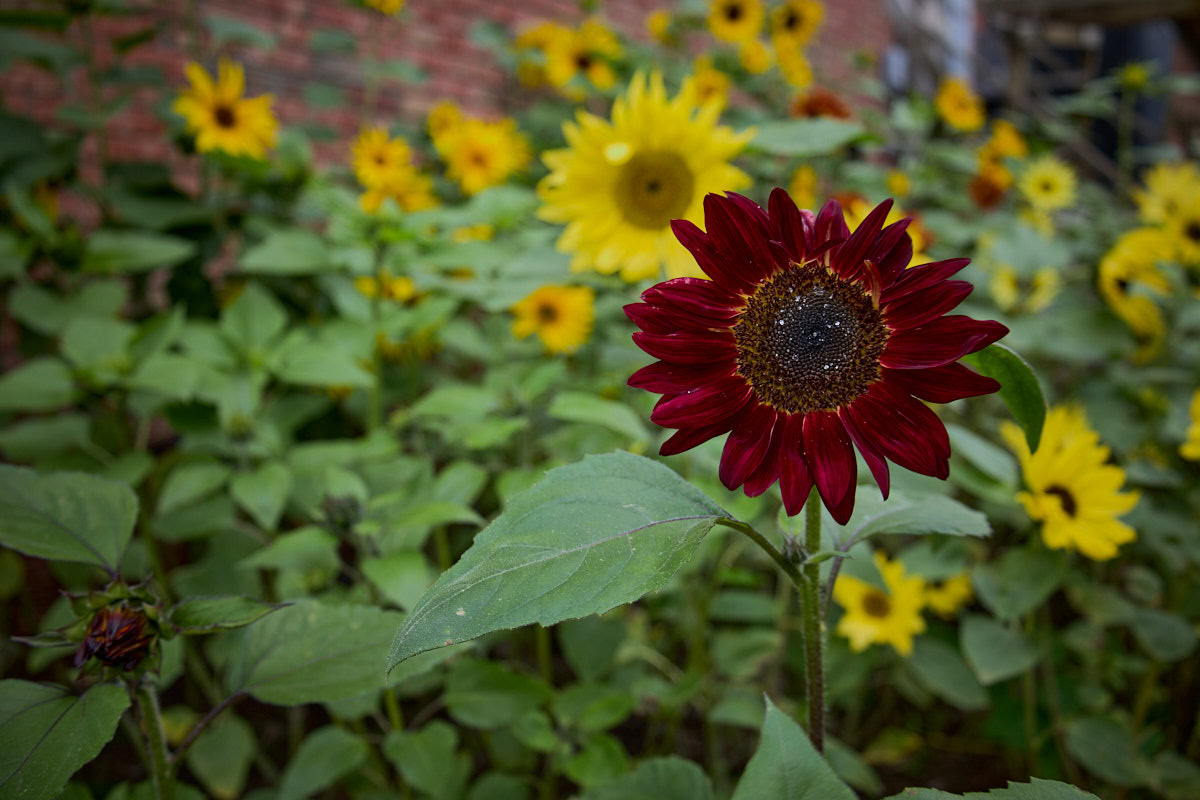 sunflower plants growing in a garden