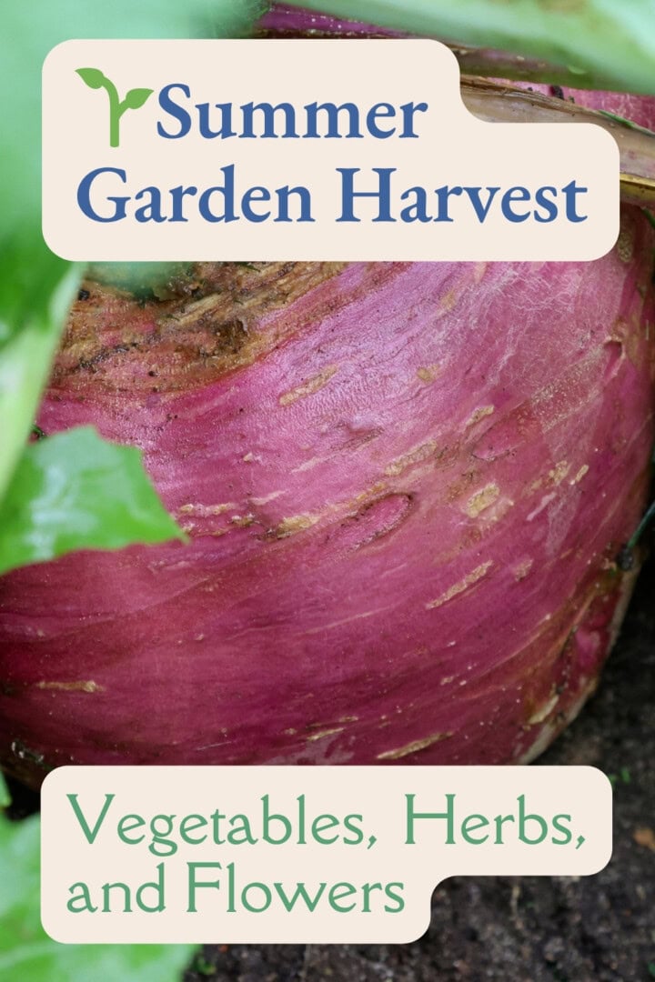 a labeled photo of a marian rutabaga growing in a garden
