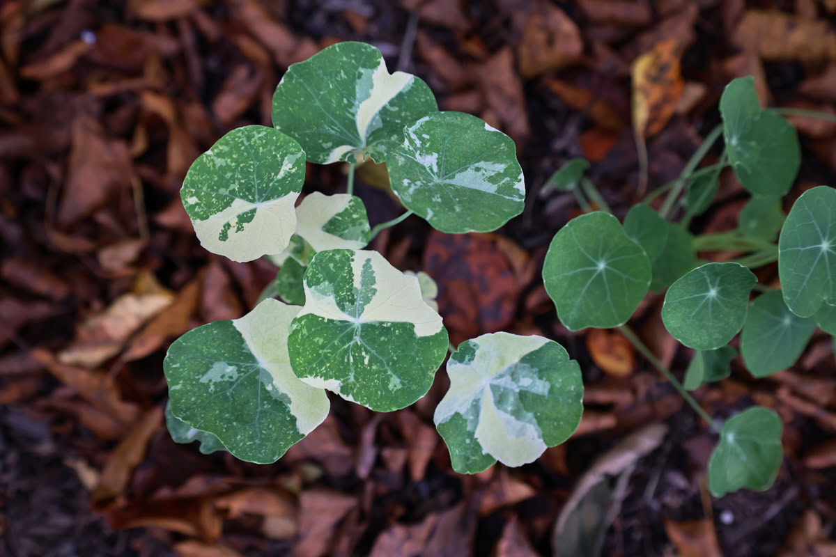 alaska nasturtium plants growing in a garden