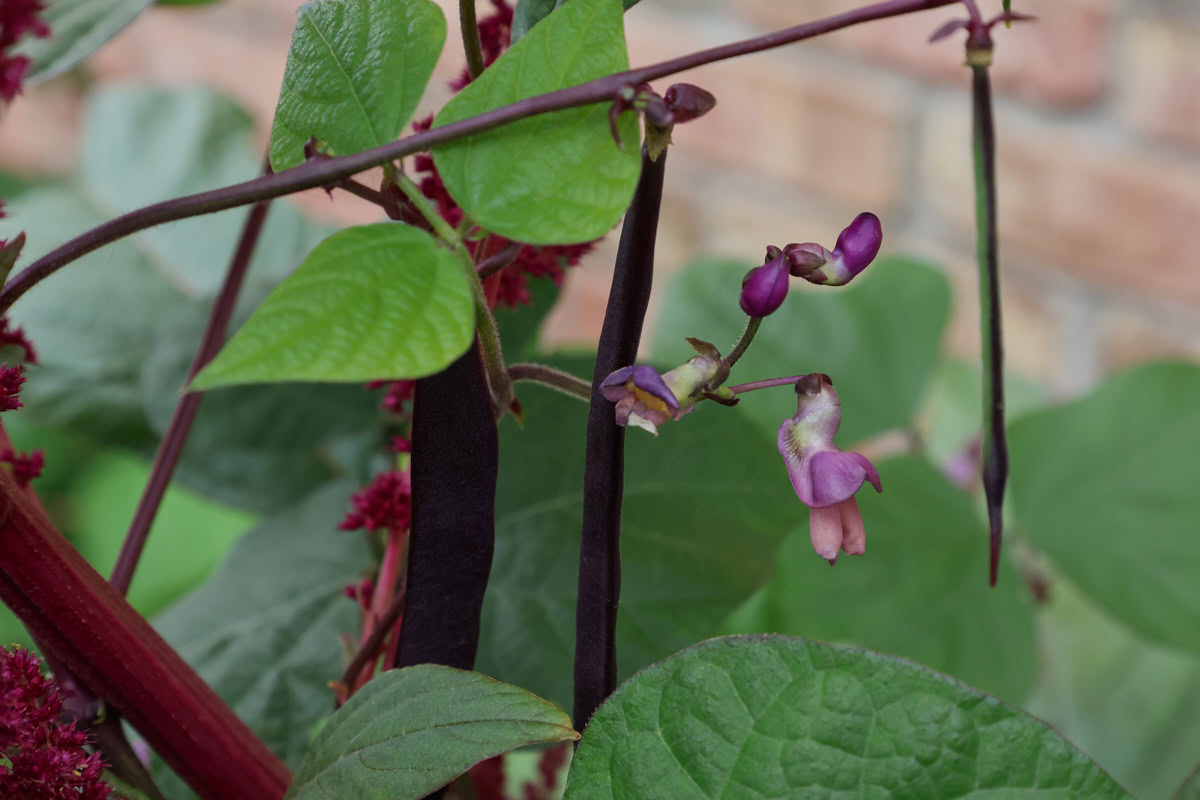 amaranth and bean plants growing together in a garden