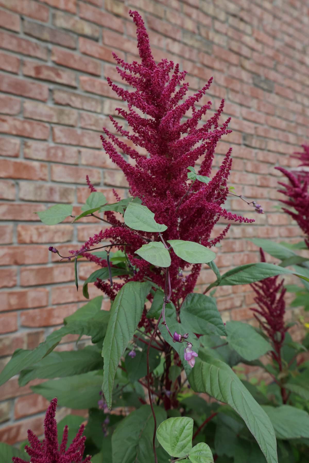 amaranth and bean plants growing together in a garden