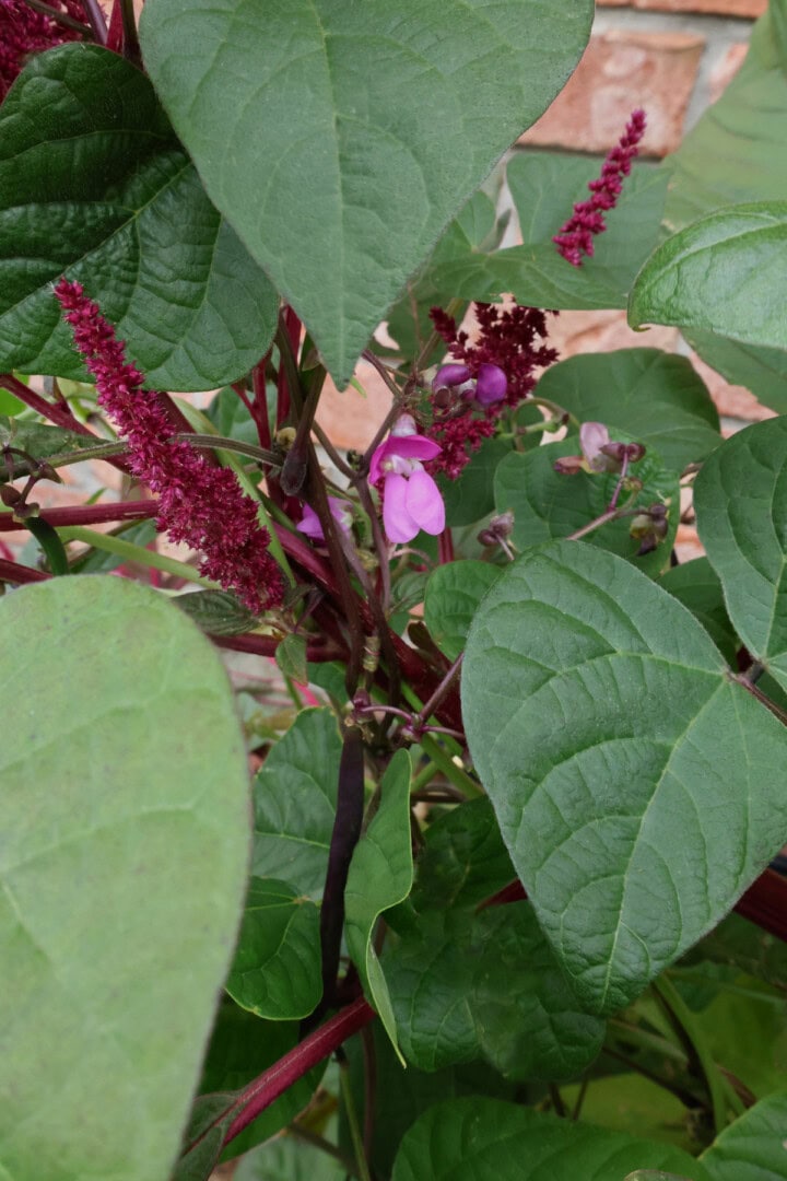 amaranth and bean plants growing together in a garden