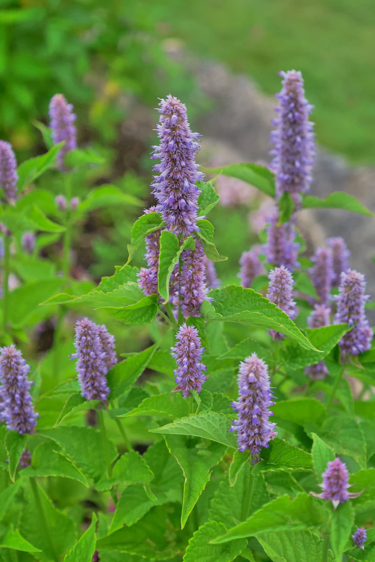 anise hyssop plants growing in a garden