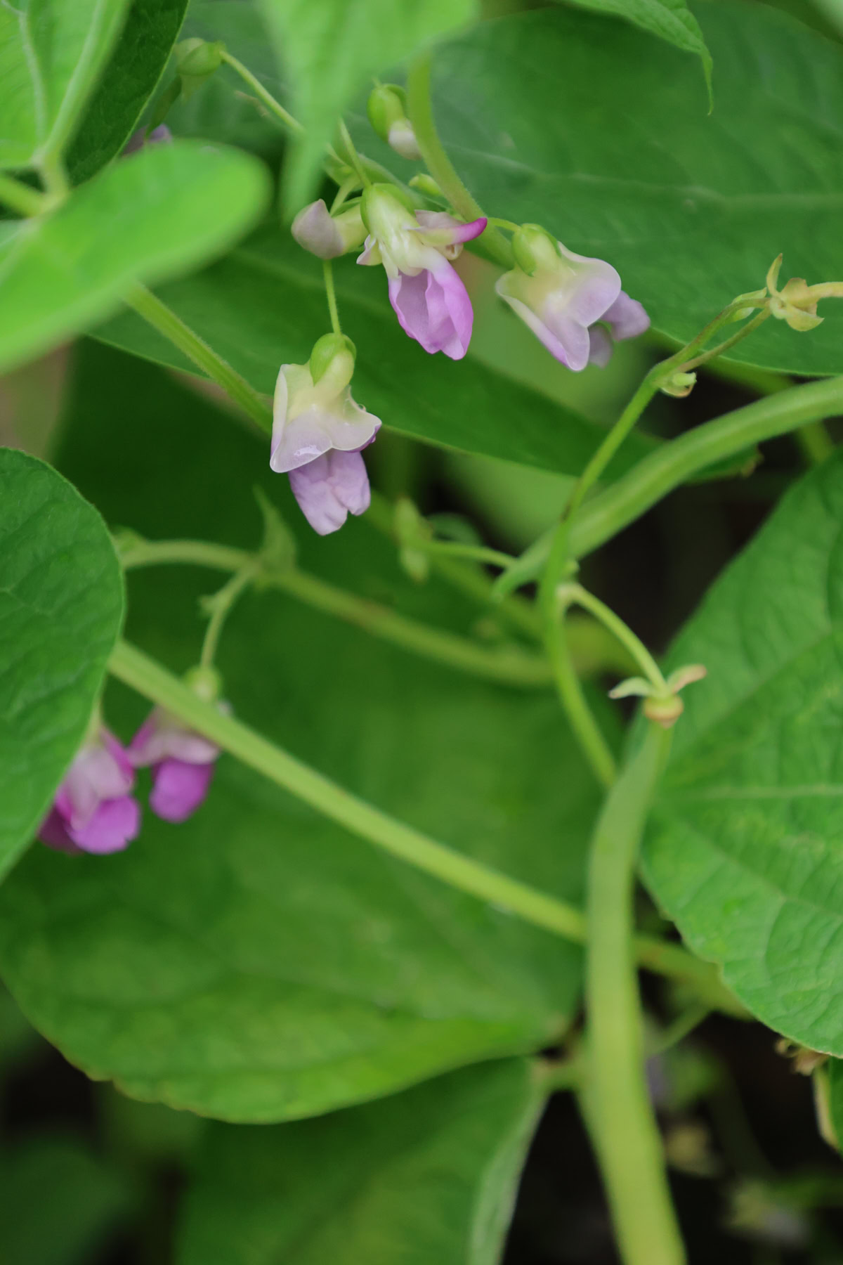 avlaki bean plants growing in a garden