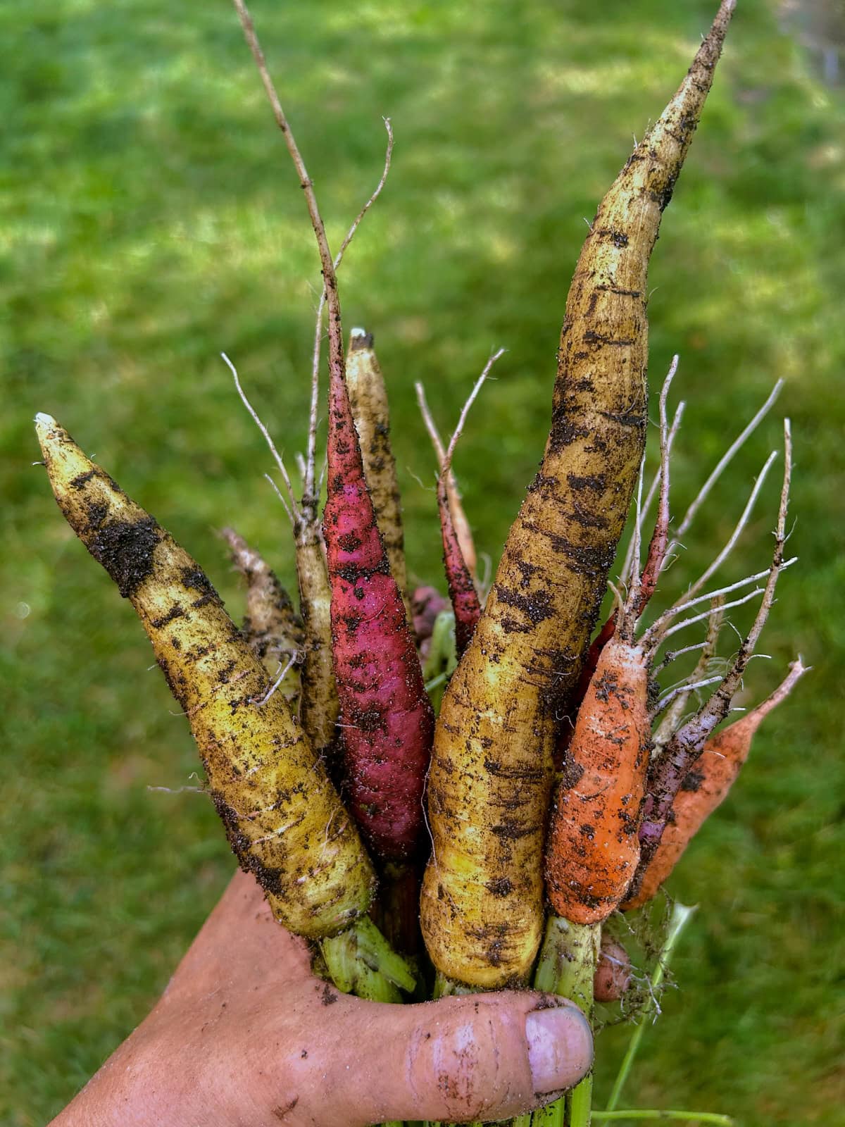 a hand holding freshly-harvested baby carrots