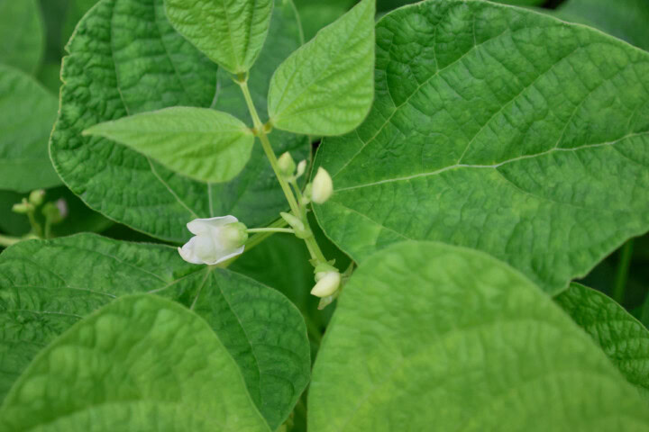 flowering bean plants growing in a garden