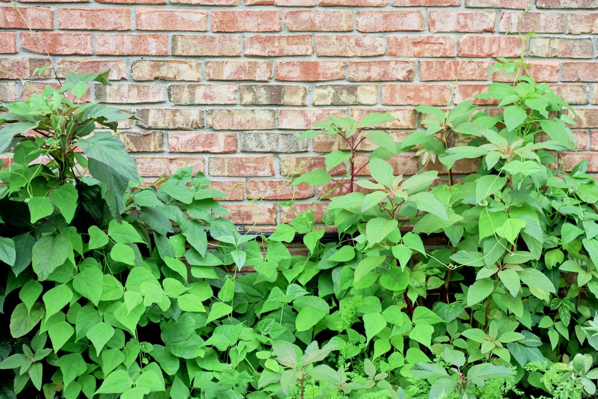 bean plants climbing amaranth plants growing in a garden