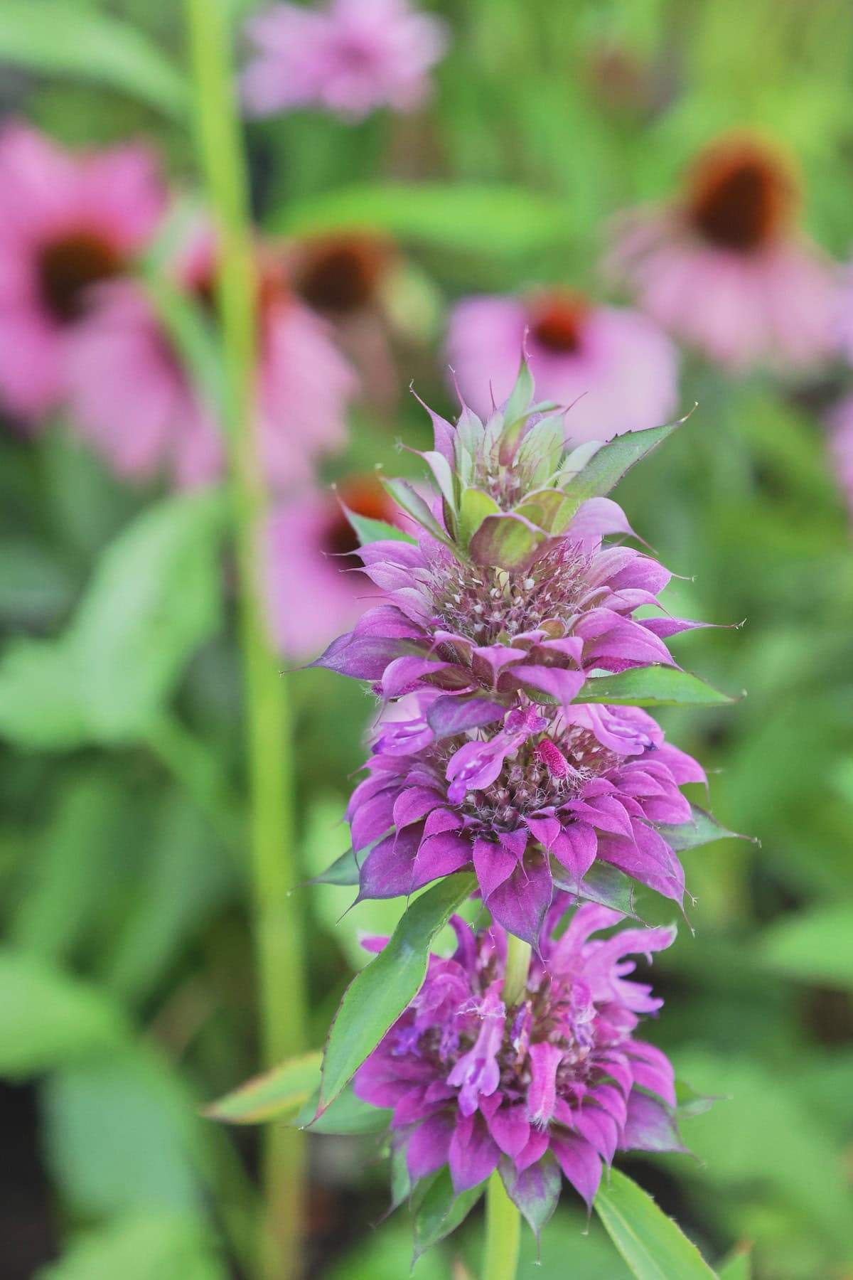bergamo bee balm plants growing in a garden