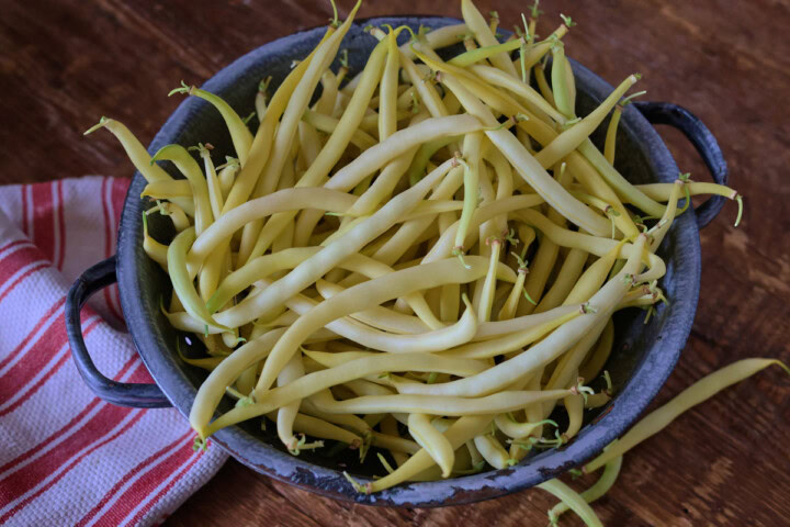 beurre de recquencourt beans in a colander with a kitchen towel alongside