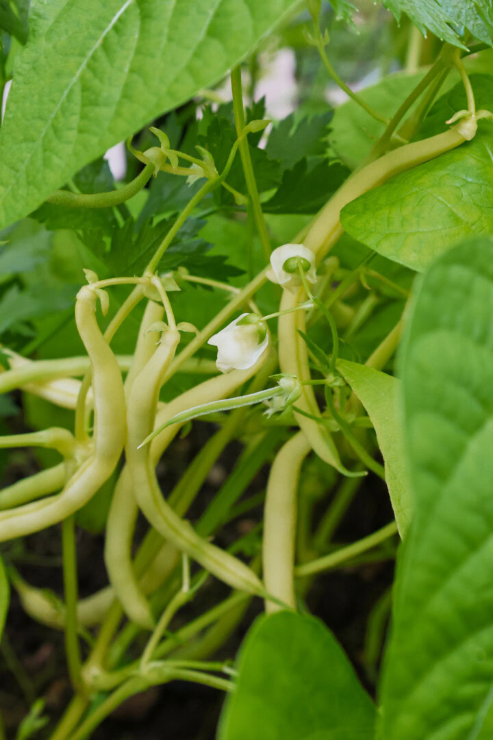 beurre de rocquencourt bean plants growing in a garden