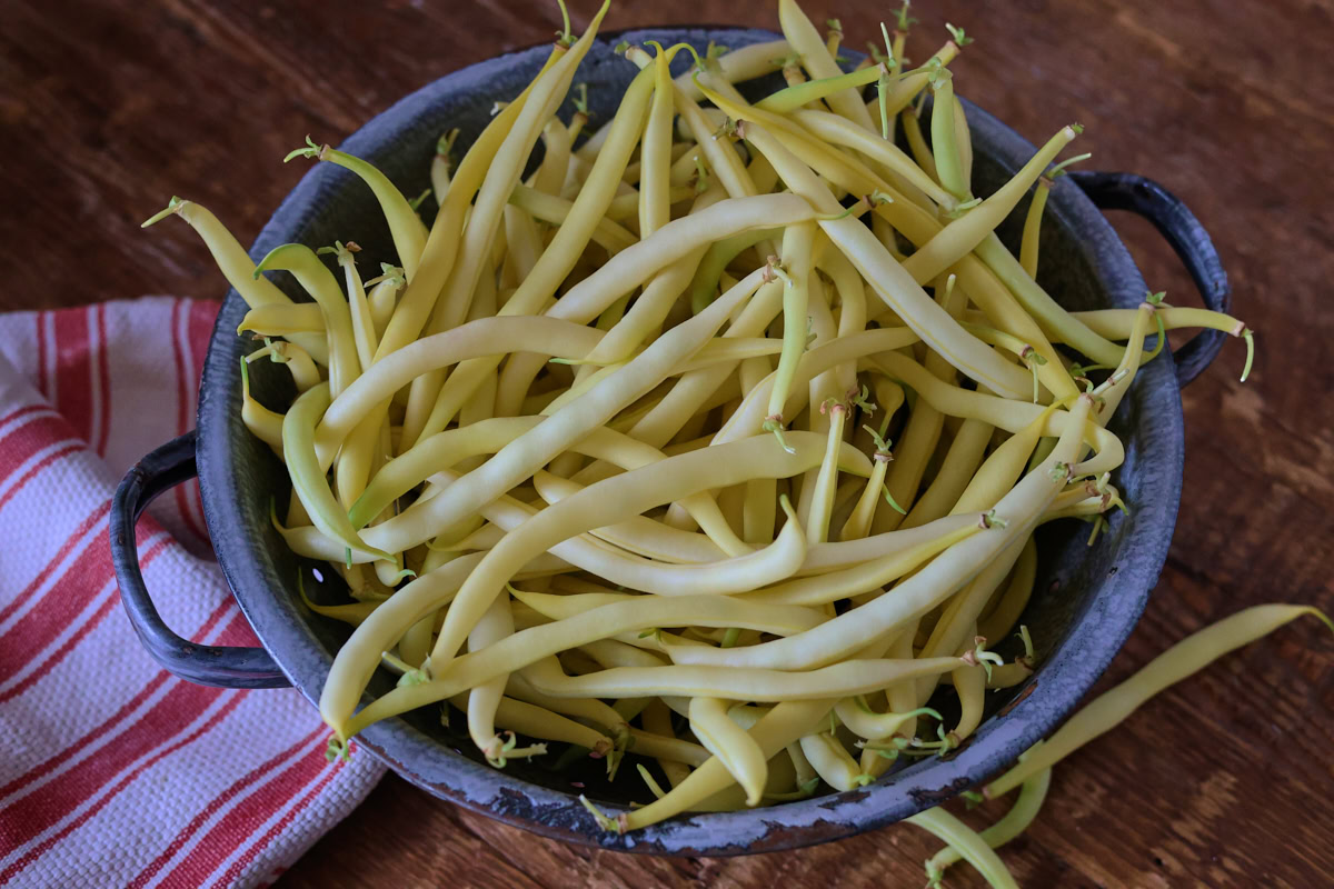 beurre de recquencourt beans in a colander with a kitchen towel alongside