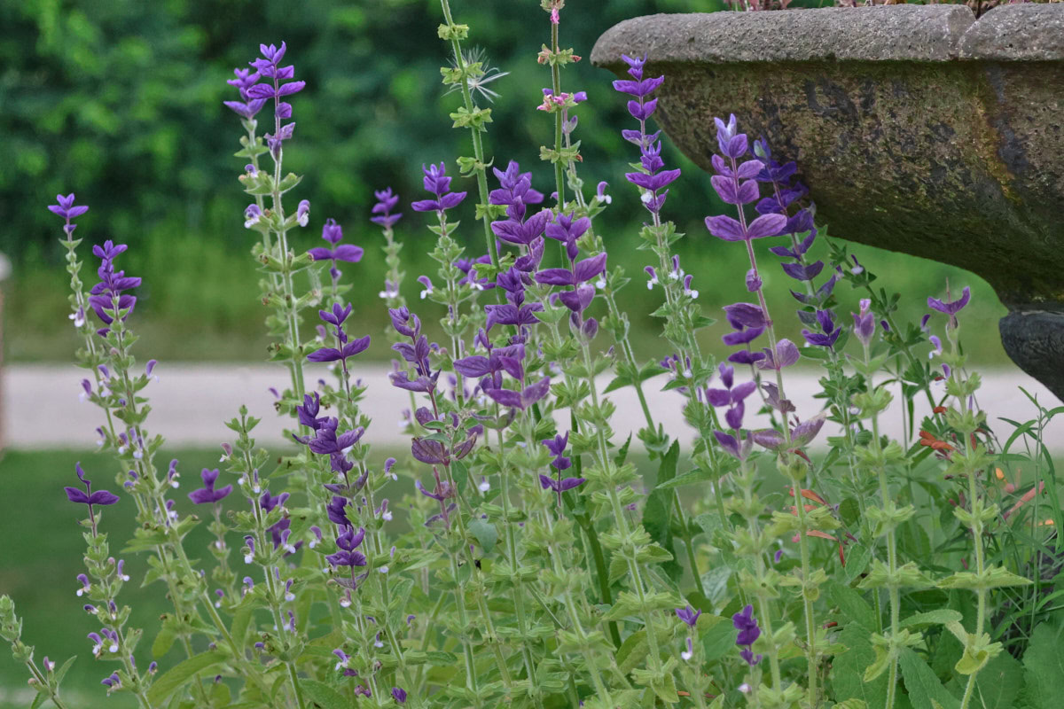 blue monday sage salvia plants growing in a garden