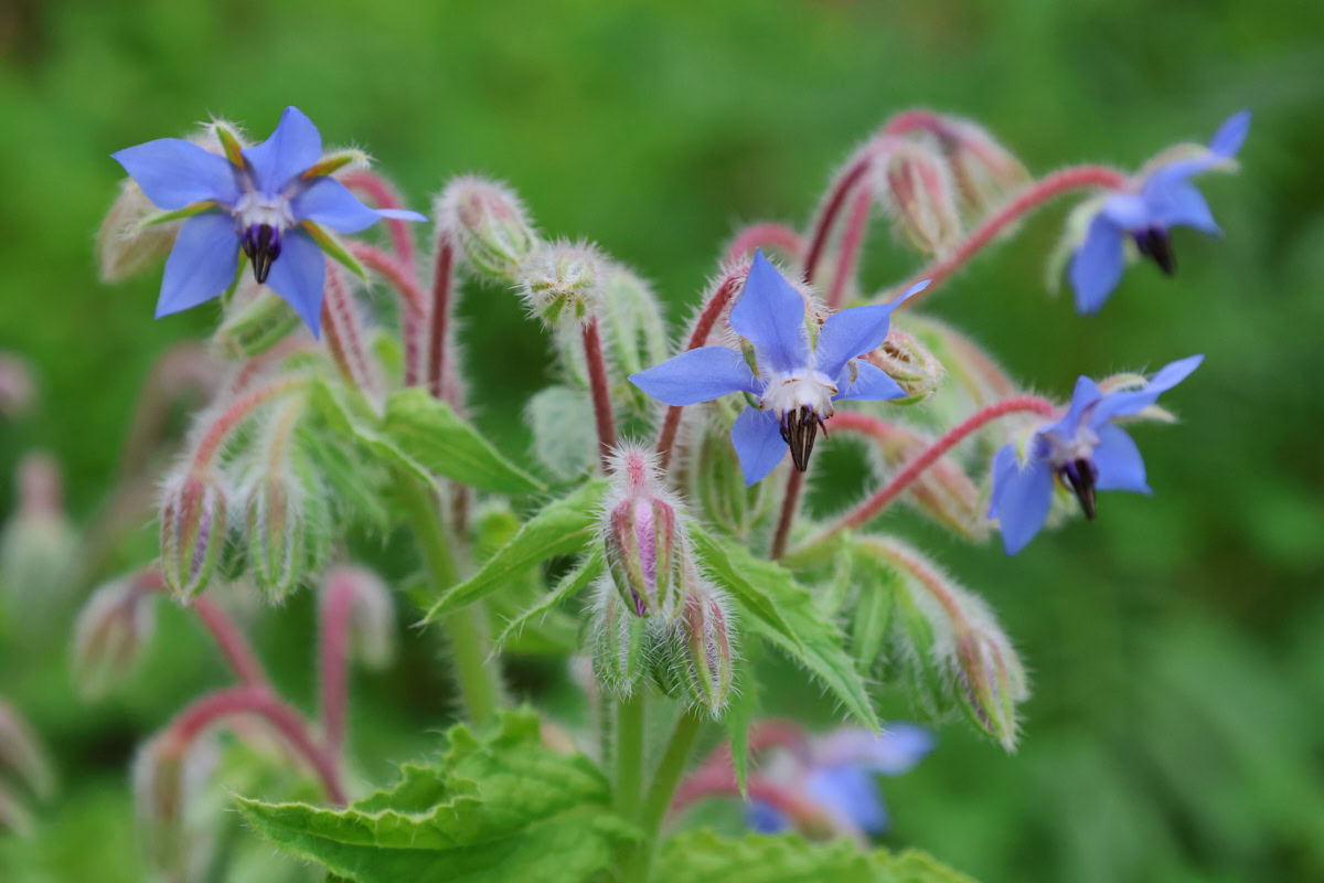 flowering borage plants growing in a garden