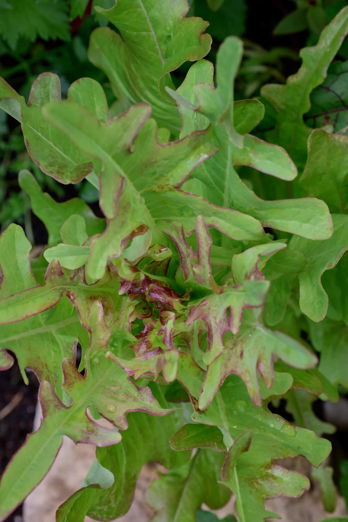 bronze arrowhead lettuce plants growing in a garden