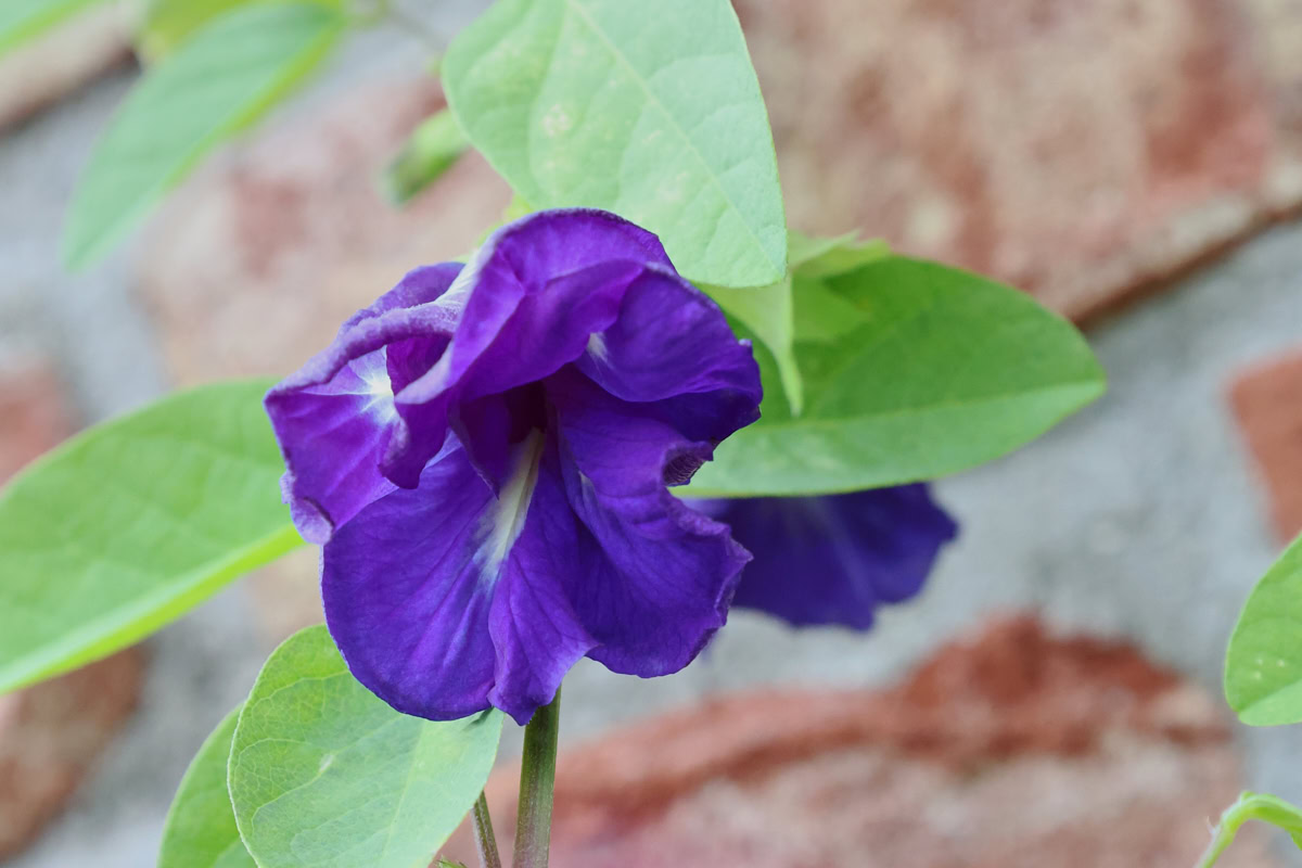 flowering blue queen butterfly pea plants growing in a garden