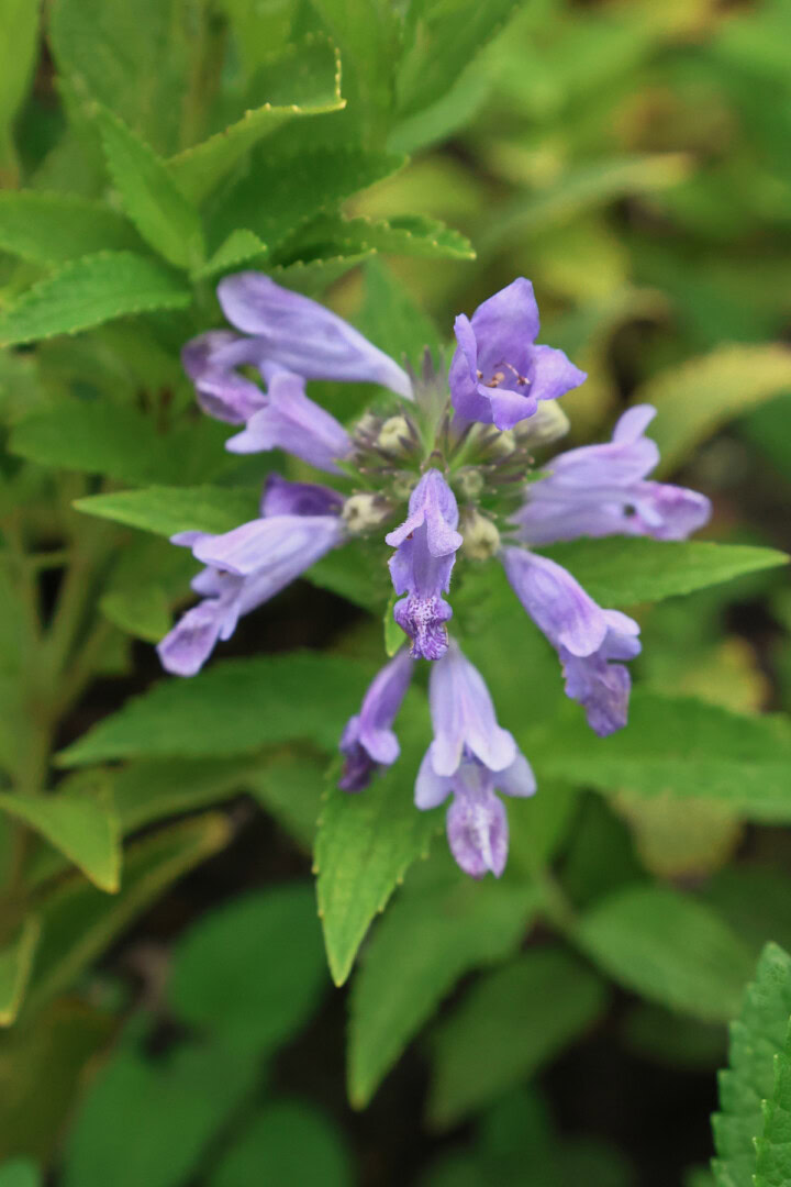 grandview catmint plants growing in a garden