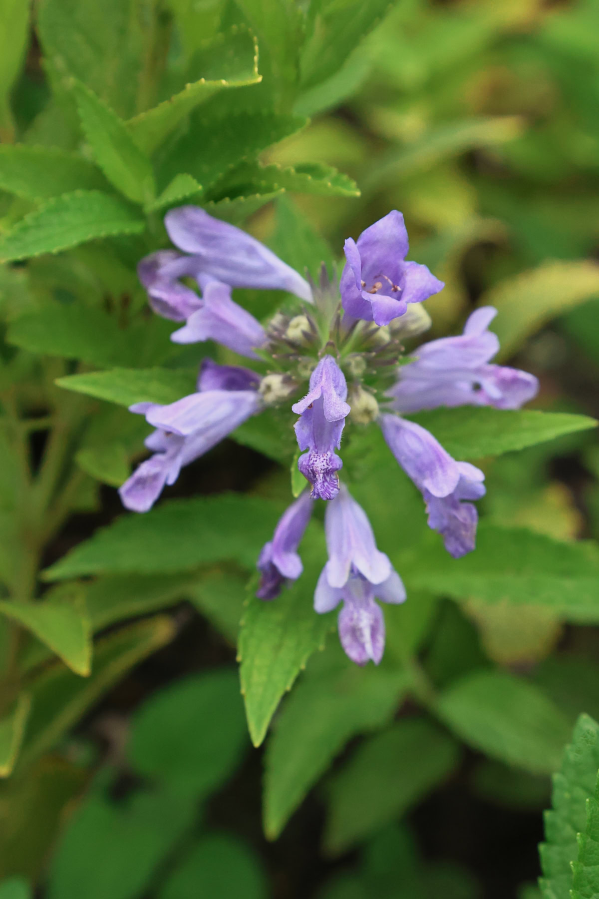 grandview catmint plants growing in a garden