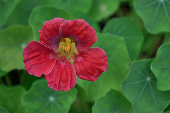 cherry rose nasturtium plants growing in a garden