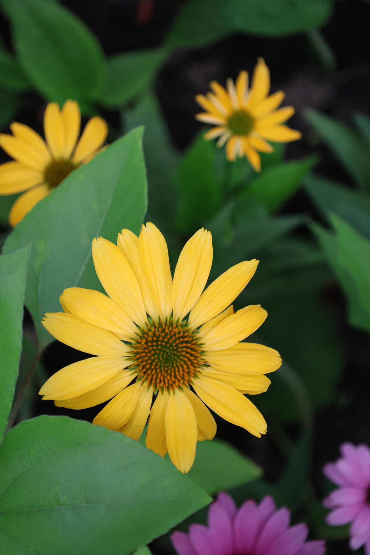 cheyenne spirit echinacea plants growing in a garden